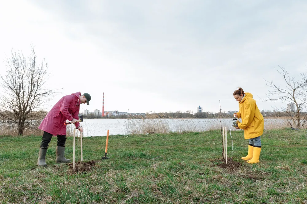 Two volunteers planting trees by a river